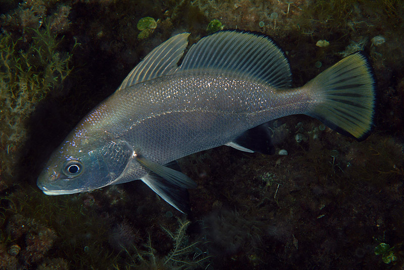 Corvina alla stazione di pulizia